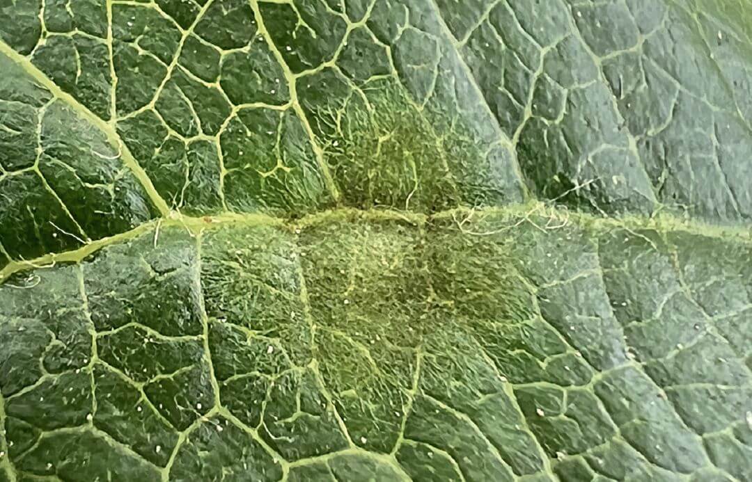 Пятно парши на листе до обработки Пятно парши на листе до обработки