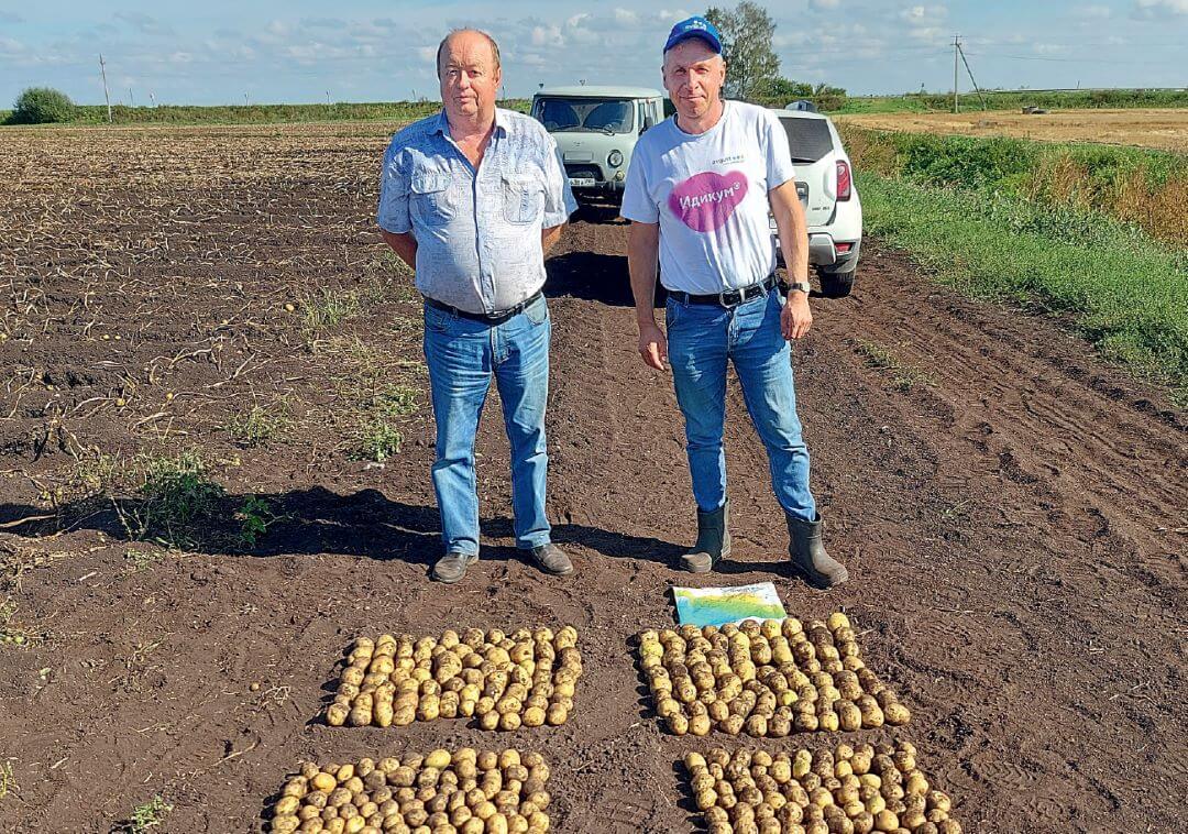 Московская область. Справа – урожай с 15 кустов в варианте «Августа», слева – в хозварианте Московская область. Справа – урожай с 15 кустов в варианте «Августа», слева – в хозварианте