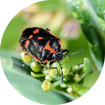 Bug de rapiță