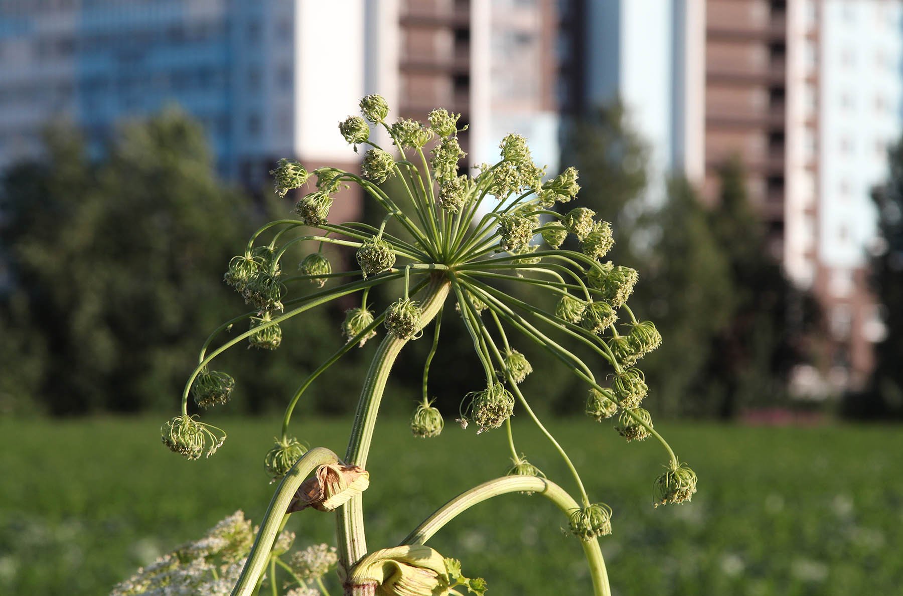 Tratamentul în două etape cu erbicide din August va accelera eliminarea hogweed în zonele populate