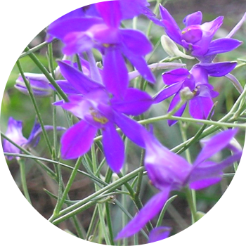 Câmpul Larkspur