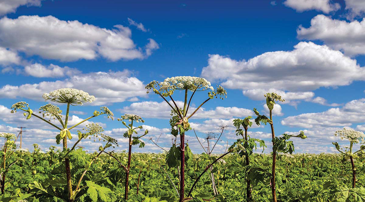 Tehnicile moderne pot reduce costul luptei cu hogweed de mai multe ori.