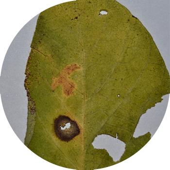 Ascochitoza de soia