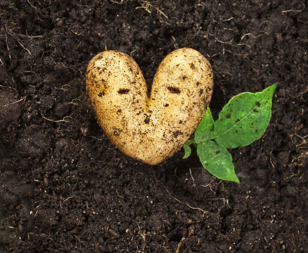 MatrinBio este primul preparat din August pentru agricultura ecologică