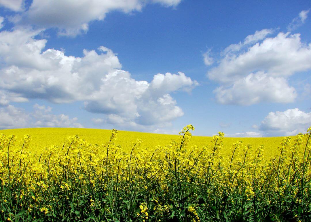 Extinderea înregistrării insecticidului scarabeu