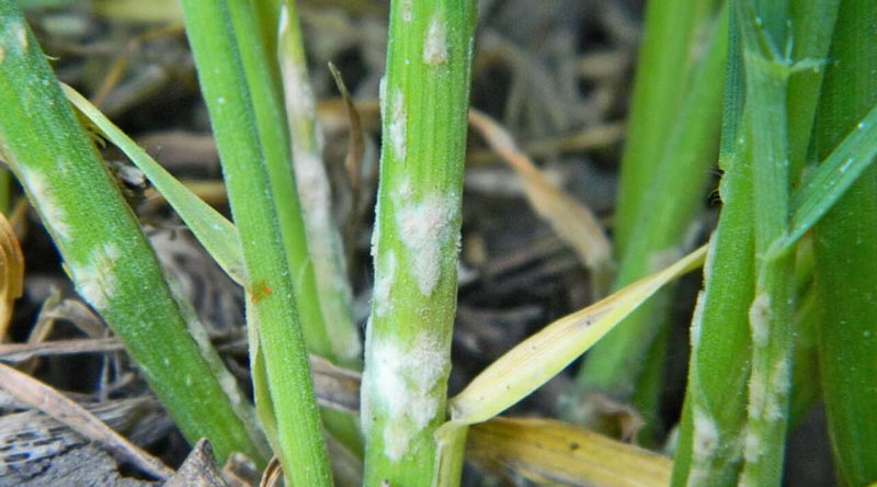 Rugina de mazăre și scurgerea cartofilor: principalele boli ale plantelor care au afectat agricultura în 2020