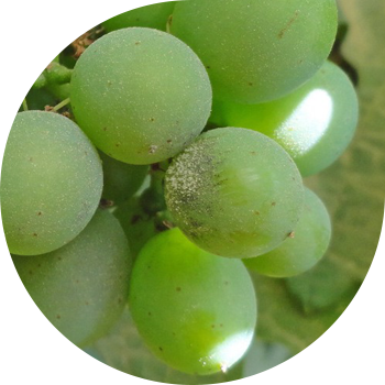 Oidium de struguri
