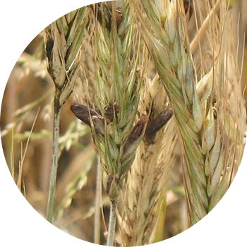 Ergot de cereale