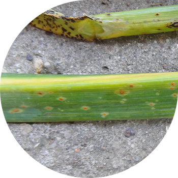 Rugina Cepei