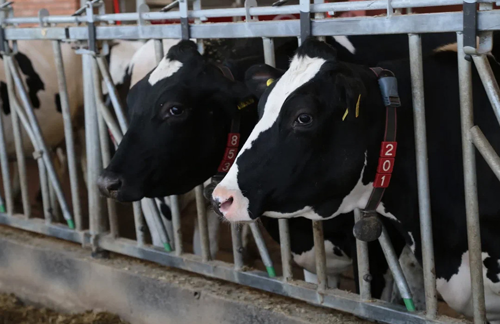 August-compania Agro Management introduce încă trei ferme pentru 2.800 de vaci