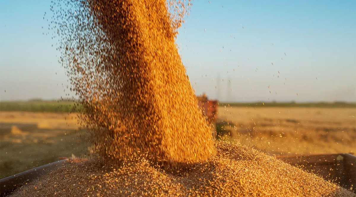 Problemele sistemice de control al pesticidelor din Rusia pun în pericol exporturile agricole interne