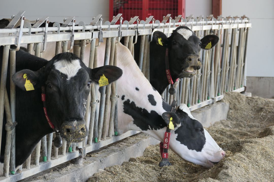 August-Agro va crește juninci de reproducție din rasa Holstein și viței pentru îngrășare