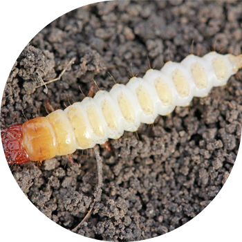 Gândacul de pâine