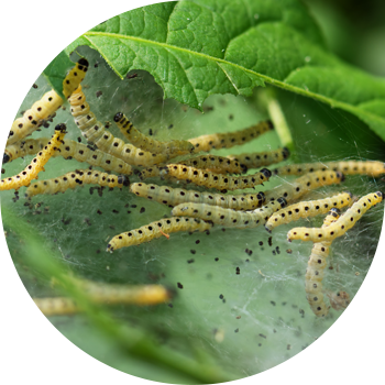 Molie de mere Ermine
