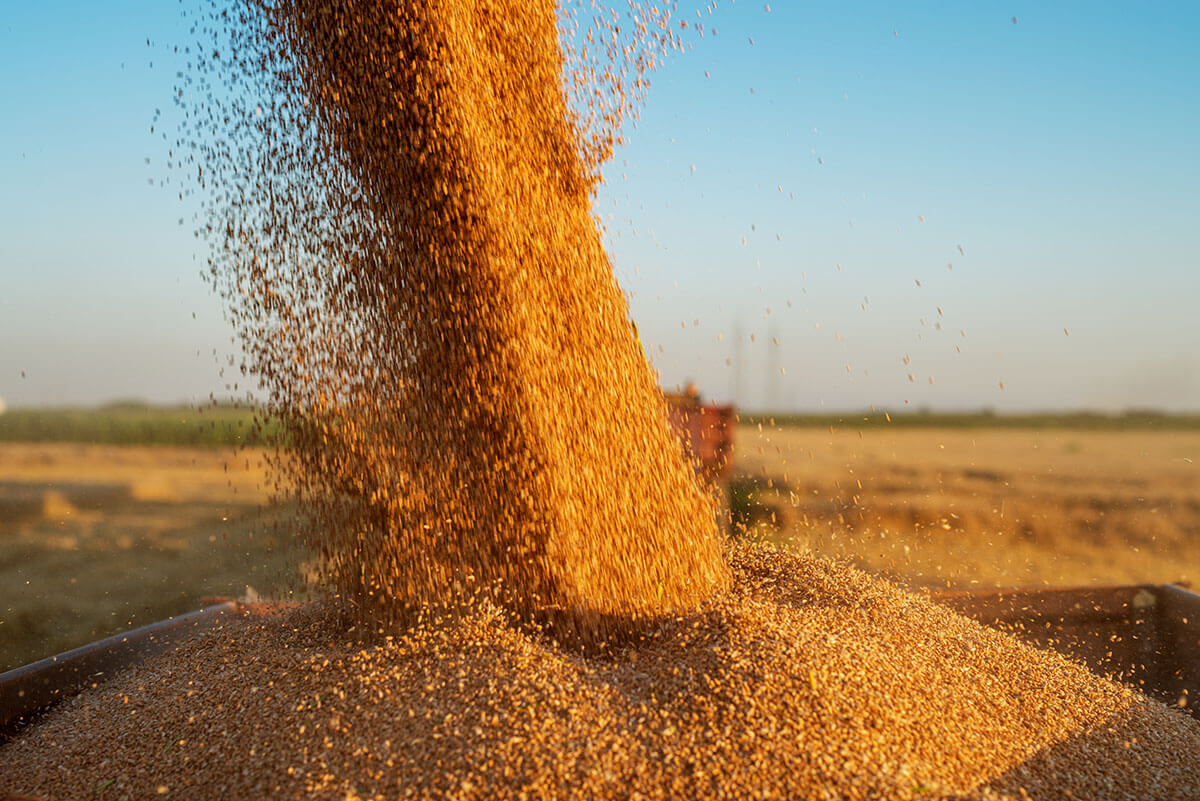 August-Agro a lansat un proiect pentru a-și crea propria plantă de semințe.