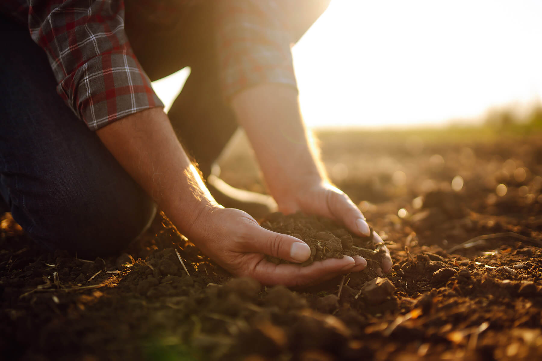 Dezvoltarea tendințelor negative în sectorul agricol poate provoca o criză agricolă, dar până acum nu amenință piața NWF.