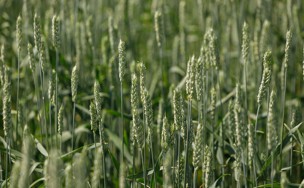 În August, au evaluat problemele și perspectivele sezonului agricol 2023