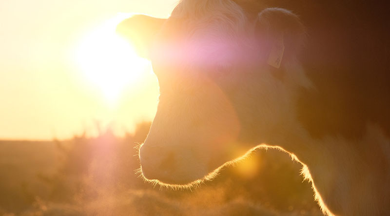 Prima fermă de carne a apărut ca parte a Agroproiectului companiei August