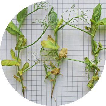 Fusarium de mazăre