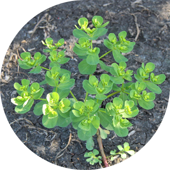 Euphorbia-solntseglyad