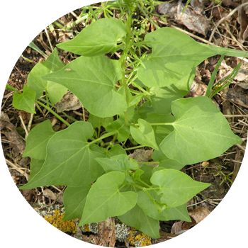 Hrișcă de Bindweed