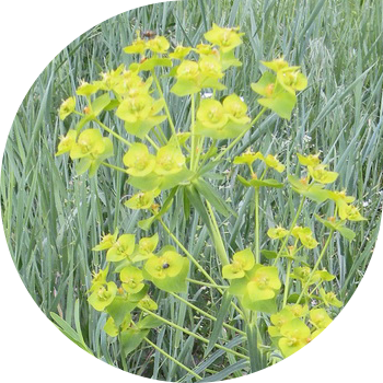 Viță de vie de lapte (Waldstein)