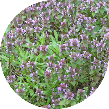 Jasnotka (îmbrățișând tulpina, violet)